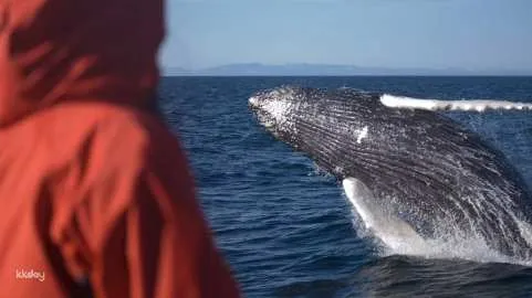 Golden Circle & Whale Watching Tour | Iceland