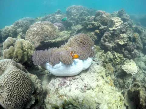 Mengalum Island Snorkeling (Sutera Harbour Marina Jetty) | Kota Kinabalu, Sabah