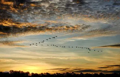 Weston Wetland River, Fireflies, Safari and Sunset Cruise Shared Tour | Sabah, Malaysia